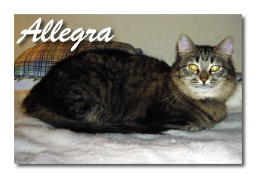 Allegra